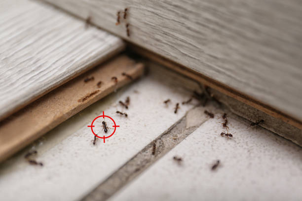 Best Ant Control Services  in Sterling, VA