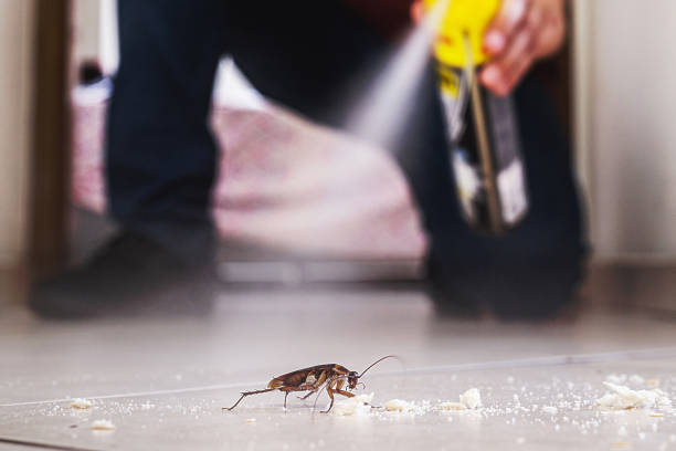 Best Spider Control Near Me  in Sterling, VA